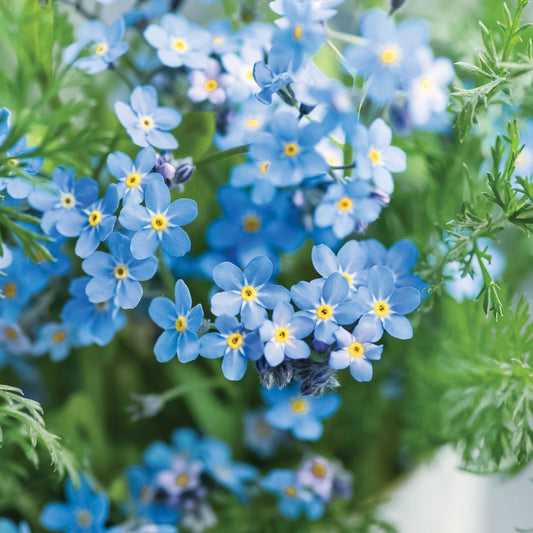 Forget-Me-Not Seeds